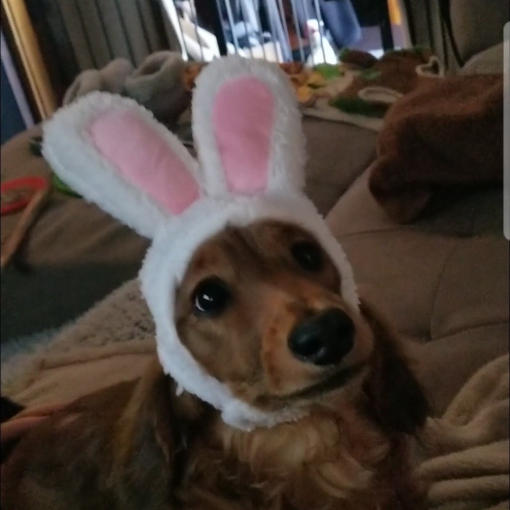 Hi I'm Sammie. This is a Charitable Store all proceeds go toward my Therapy dog.
